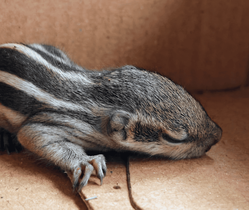 A closeup of a baby squirrel sleeping in their makeshift shoebox home