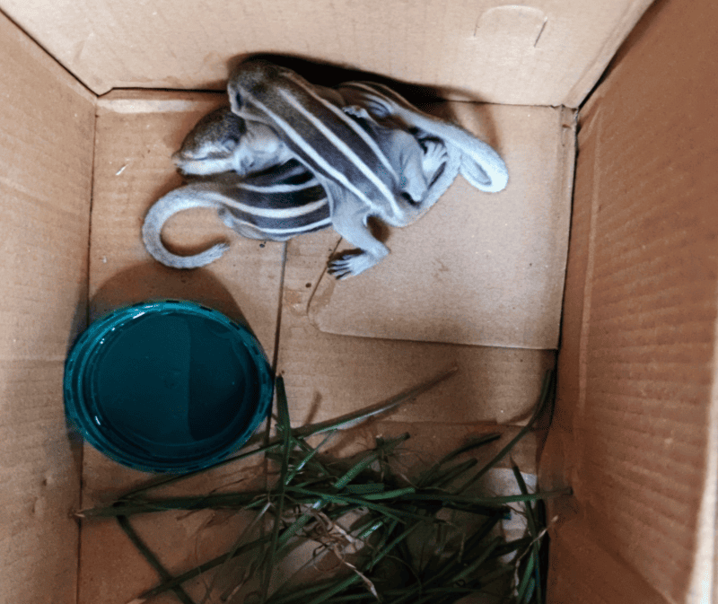 Three baby squirrels hugging each other in their makeshift shoebox home with grass and some water in a cup