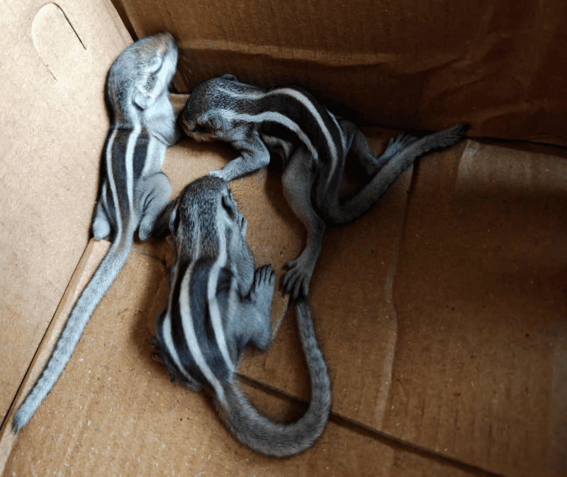 Three baby squirrels in their makeshift shoebox home